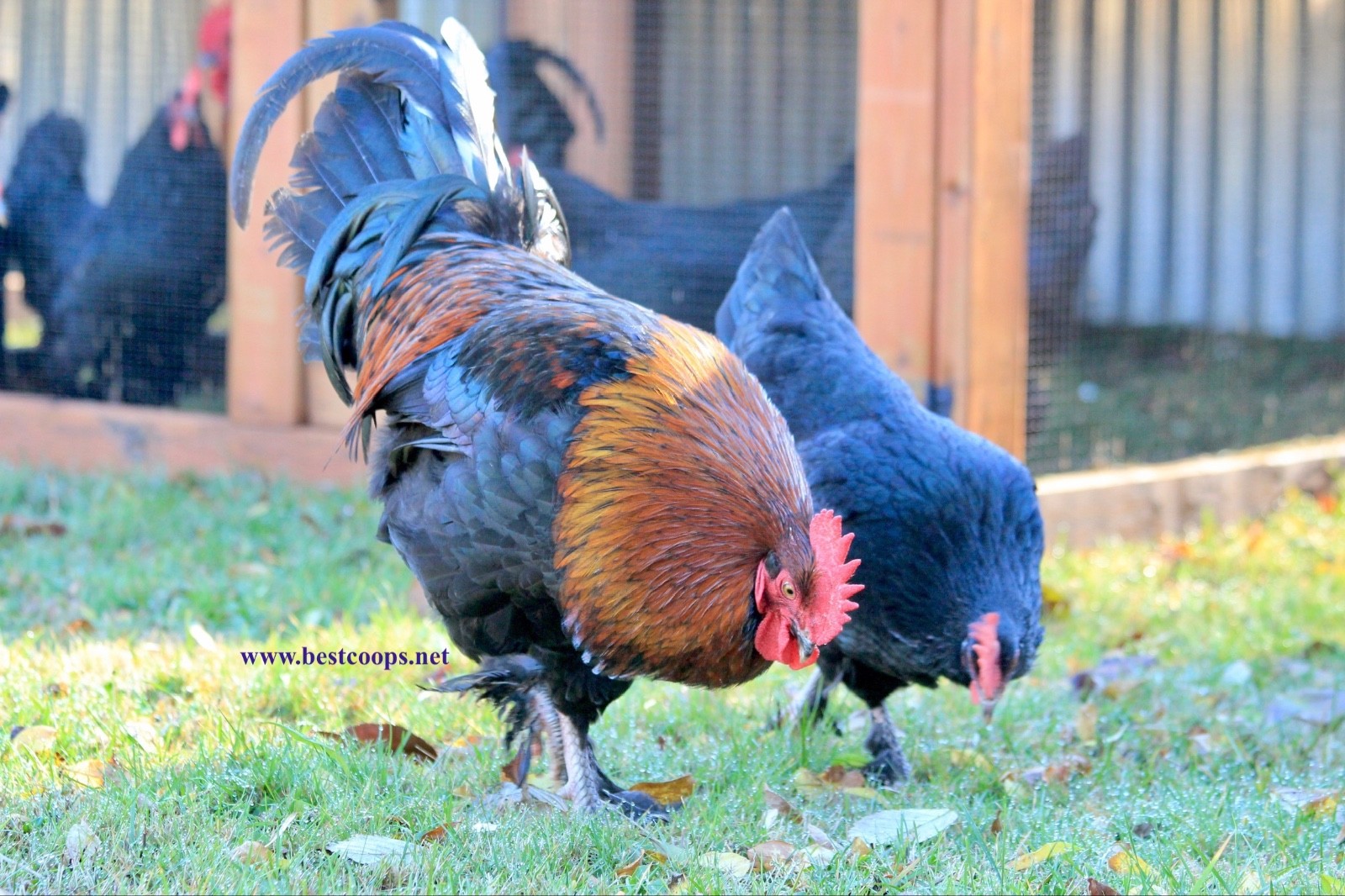 10+ Fertile Black Copper Marans Chicken Hatching Eggs
