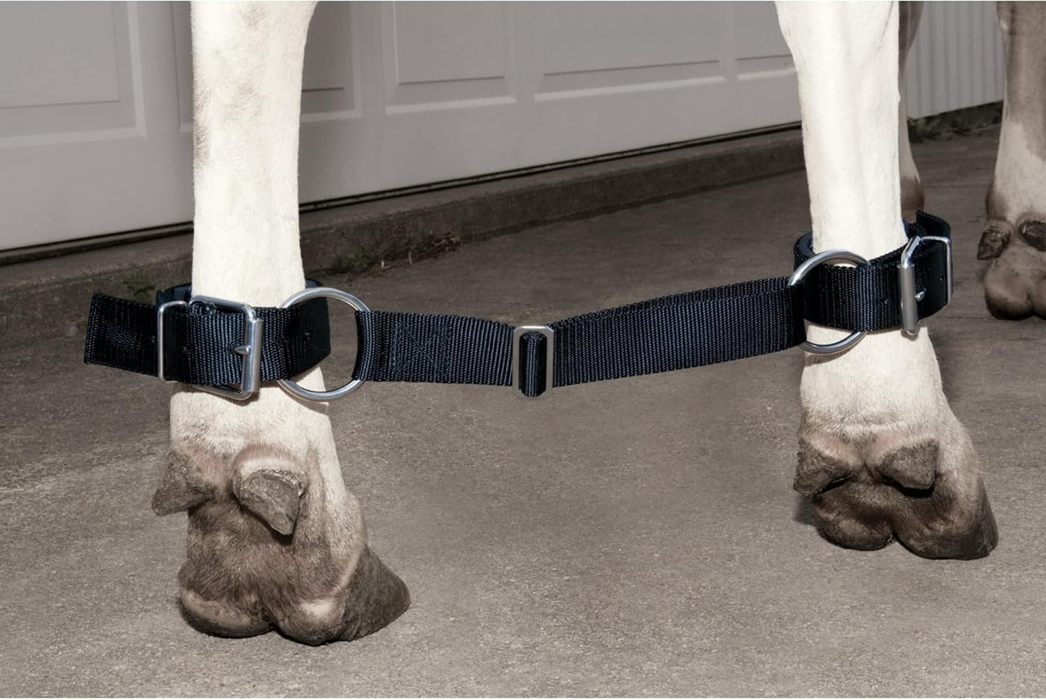 Unisex Adult Livestock Deluxe Cow Hobble, Black, Cow US