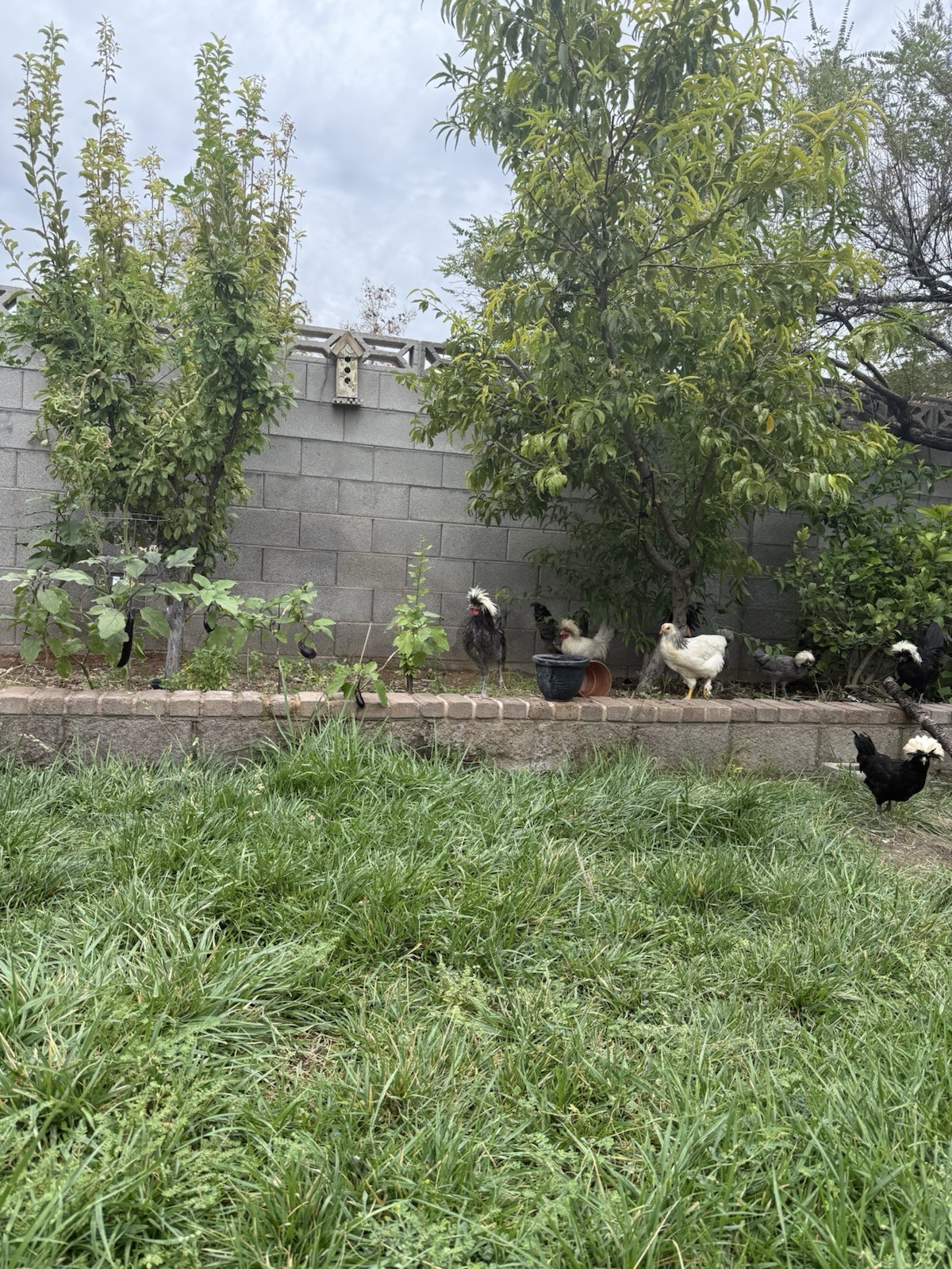 12+ FERTILE CHICKEN PUREBRED POLISH HATCHING EGGS QUICK SHIP USPS PRIORITY MAIL