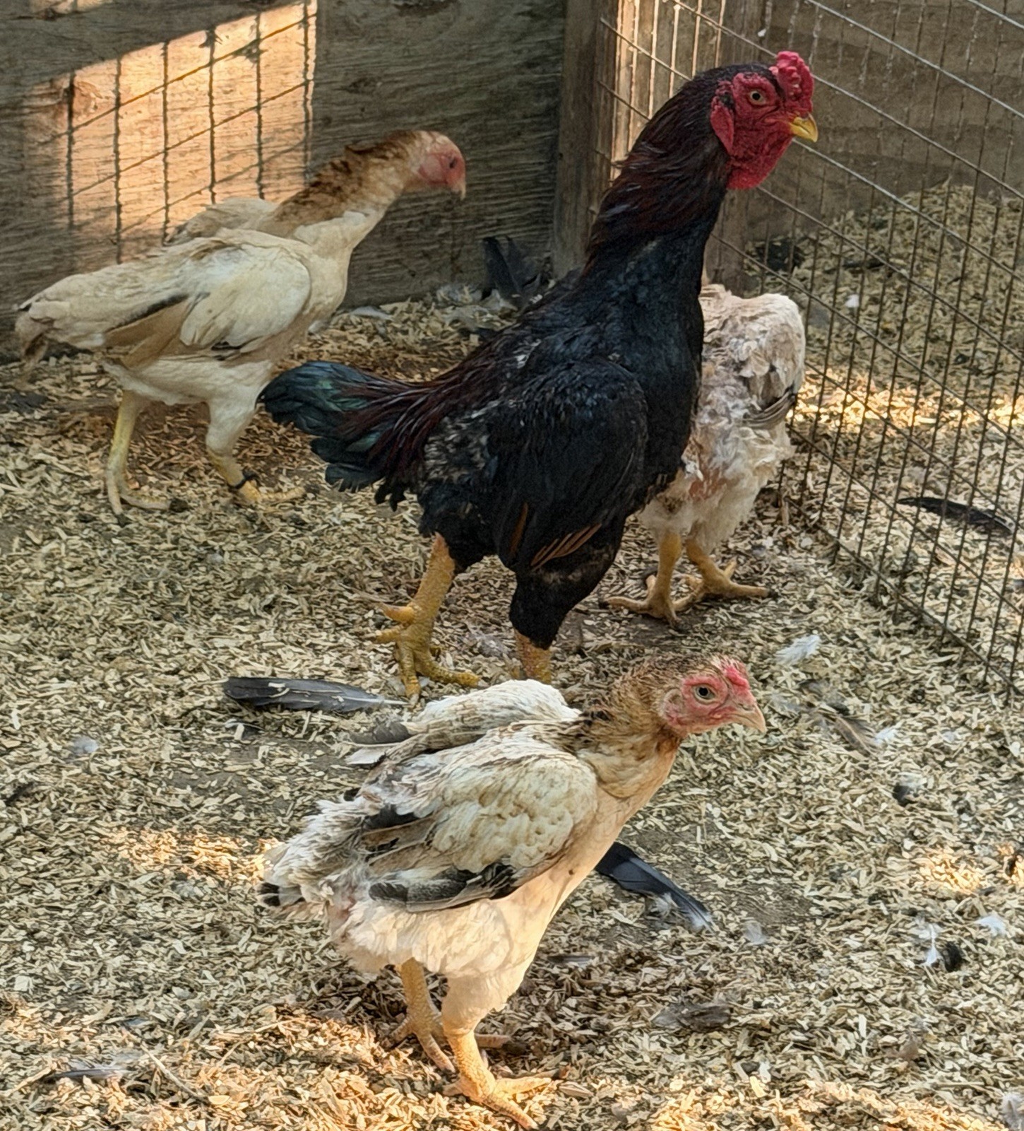 7 KO SHAMO BANTAM EGGS VERY FRESH SUPERB QUALITY these will Ship 2 day FedEx