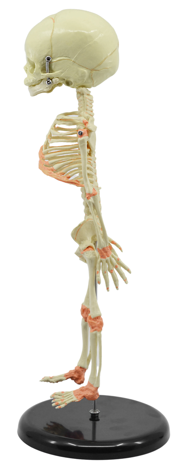 Eisco Labs Infant Fetus Skeleton Model, Mini Size