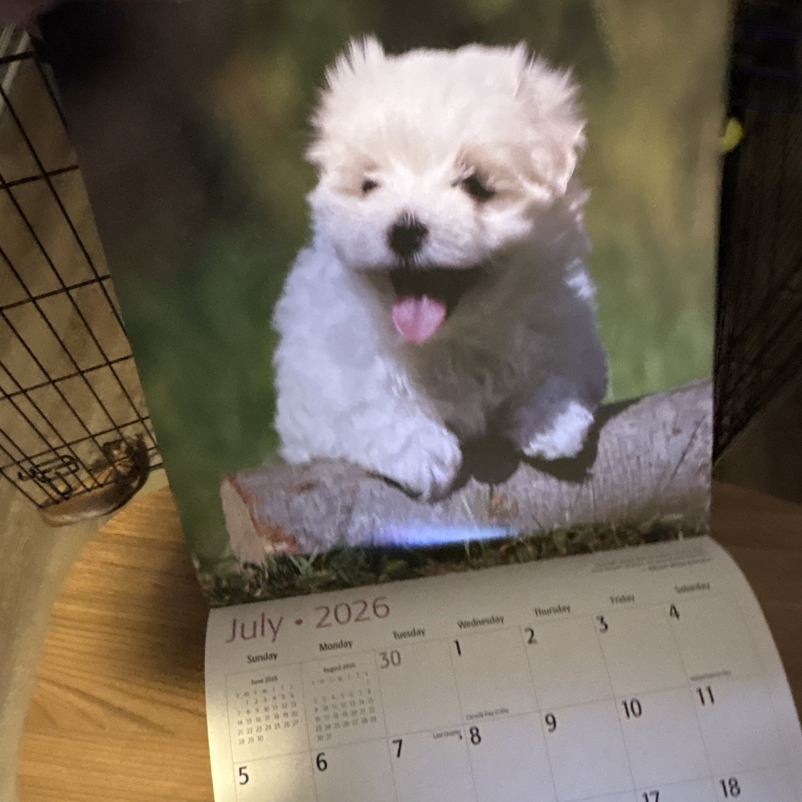 Red Ember Maltese Puppies Wall Calendar 2026 12-Month Calendar