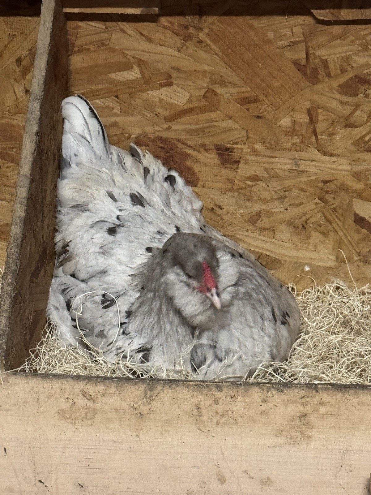 12+ Silverudd Rooster Crossed Rainbow Hatching Eggs