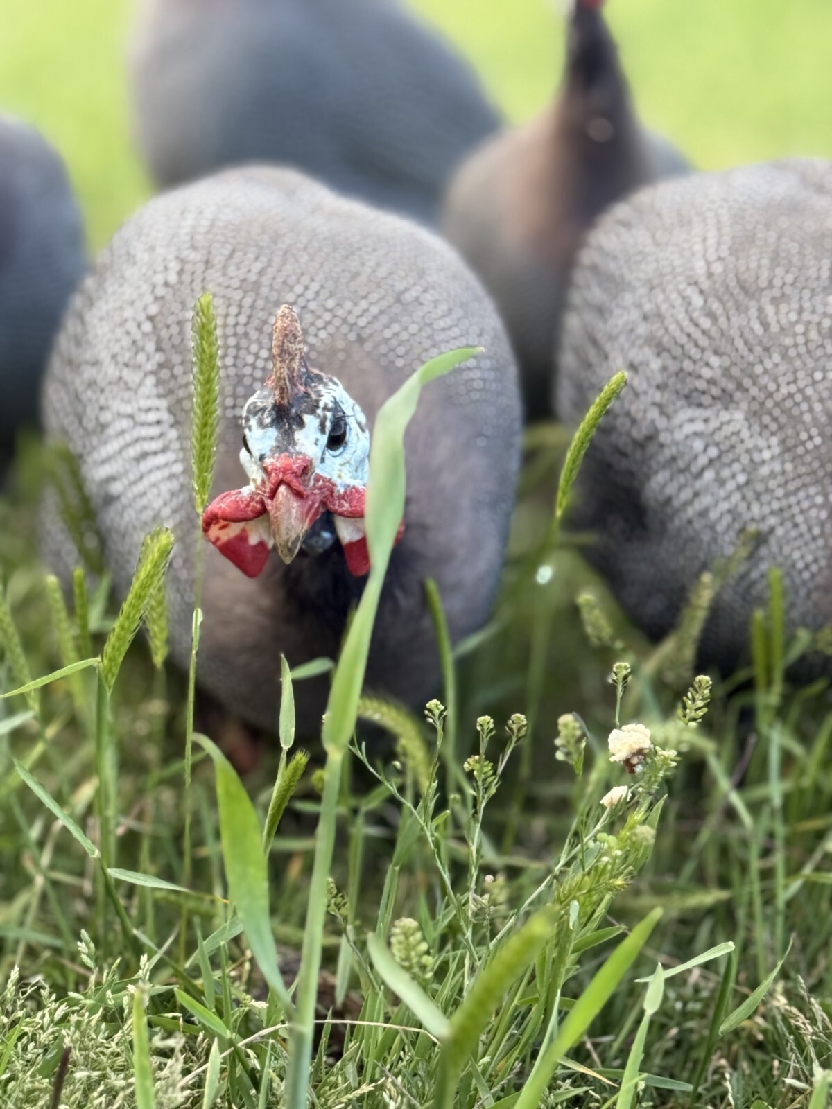 14 FRESH GUINEA BIRD FOWL HATCHING EGGS PINTO, PIED, CHOCLATE, PEARL & MANY MORE