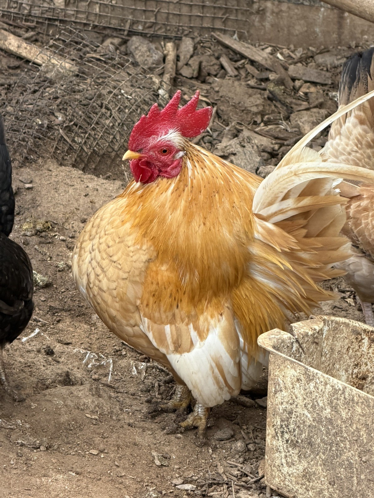 12+ small Quality Serama Chicken Hatching Eggs