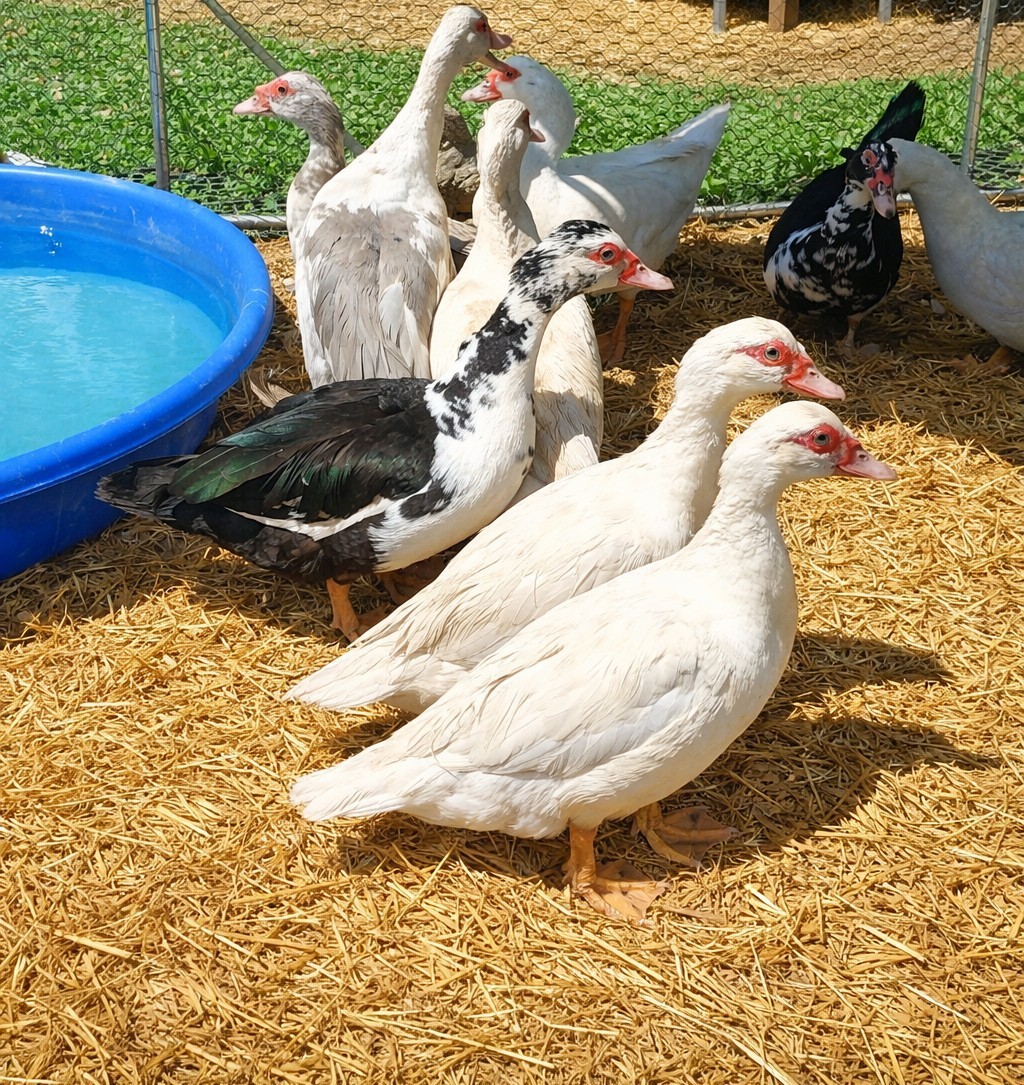 15+ Purebred Fertile Muscovy Duck Hatching Eggs (Rare Colors)