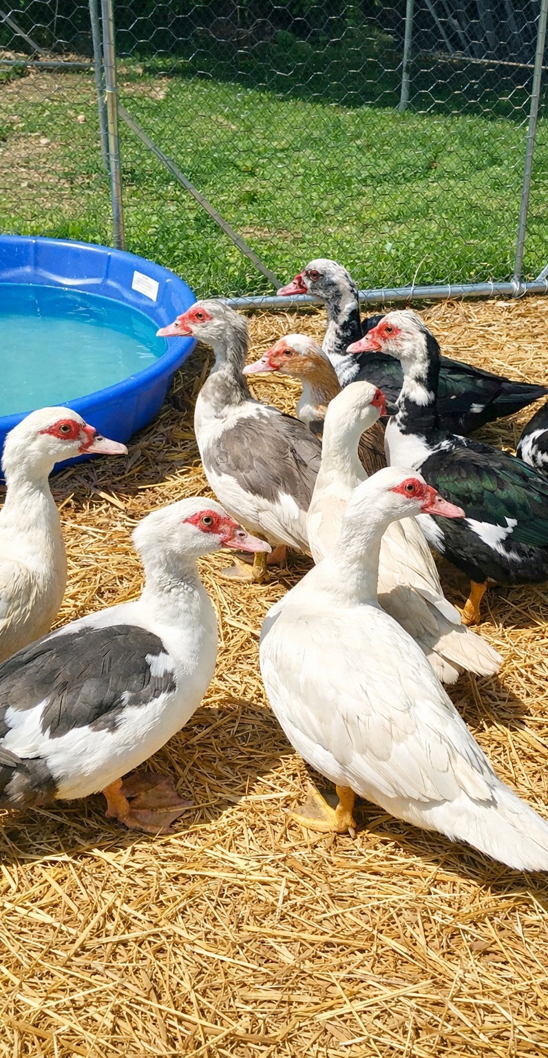 15+ Purebred Fertile Muscovy Duck Hatching Eggs (Rare Colors)