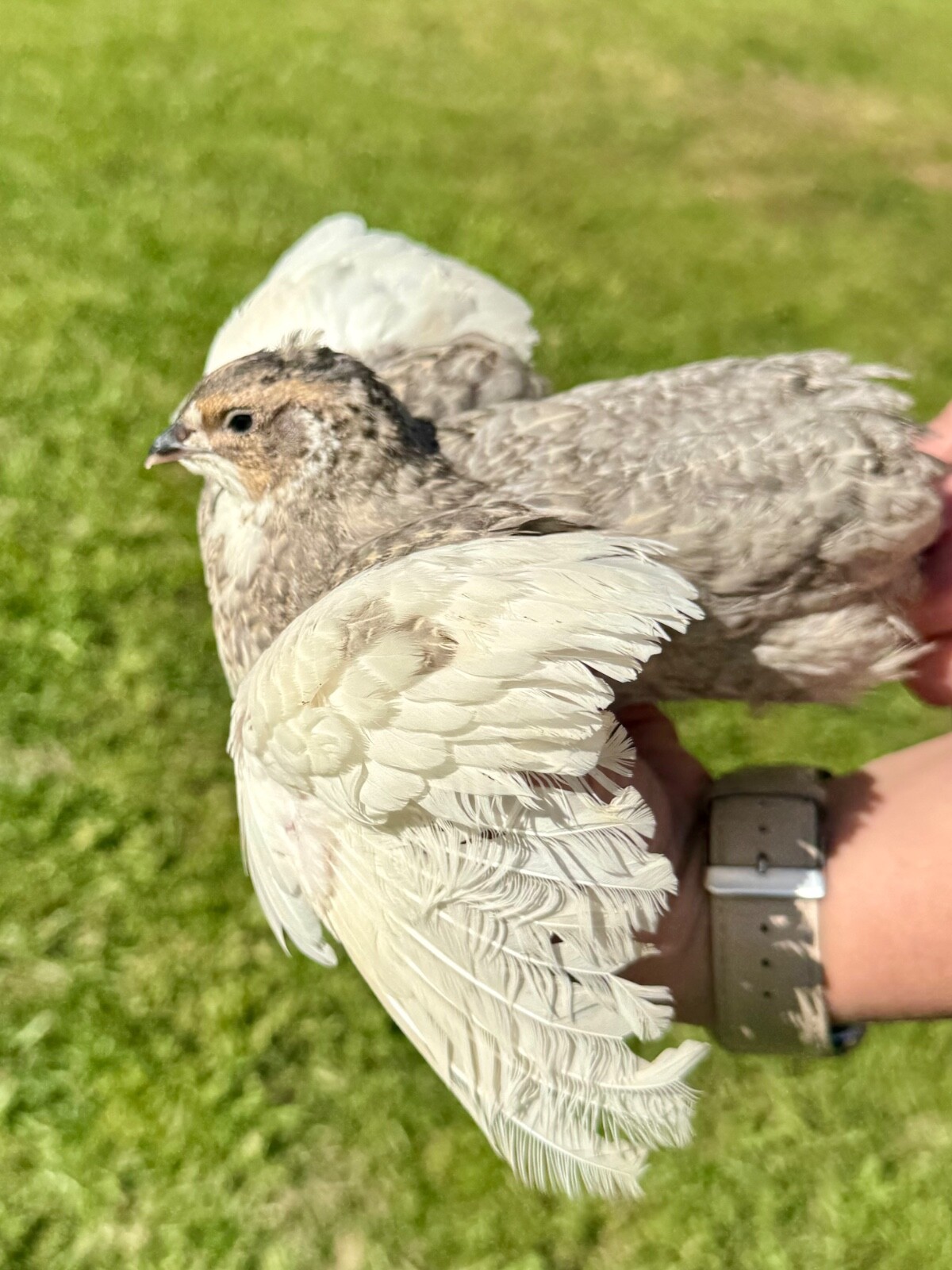 15+ RARE COLORS Coturnix Quail Hatching Eggs NPIP AI Free