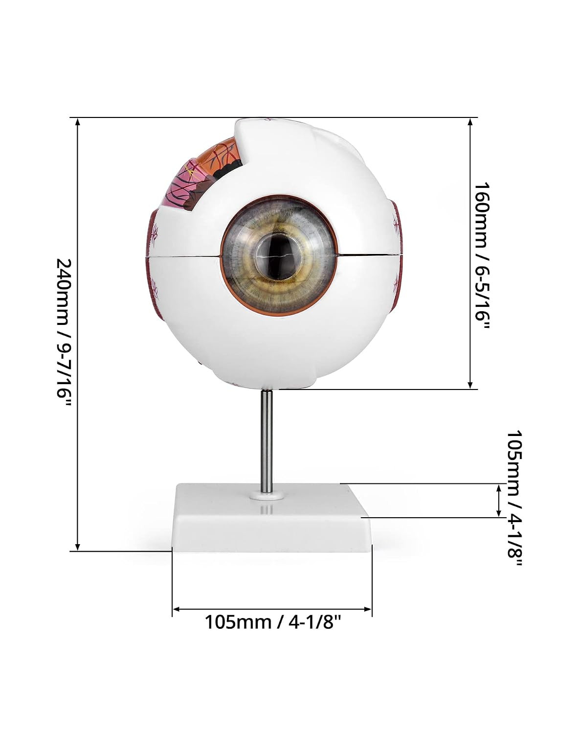 6X Human Eye Anatomy Model – Static Display for Science Class, Lab Study & Educa