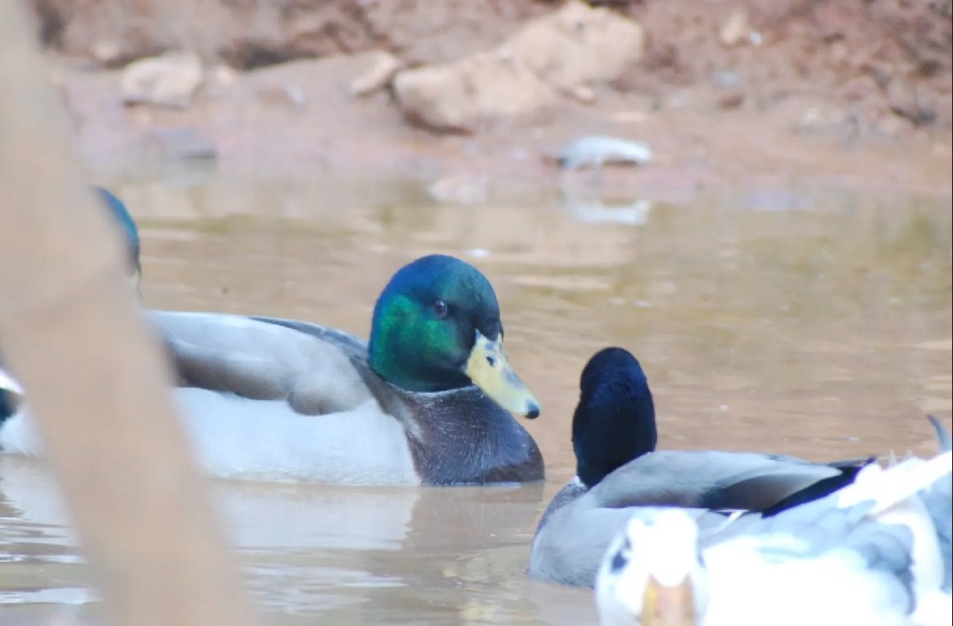 mallard duck hatching eggs x 6 NPIP certified