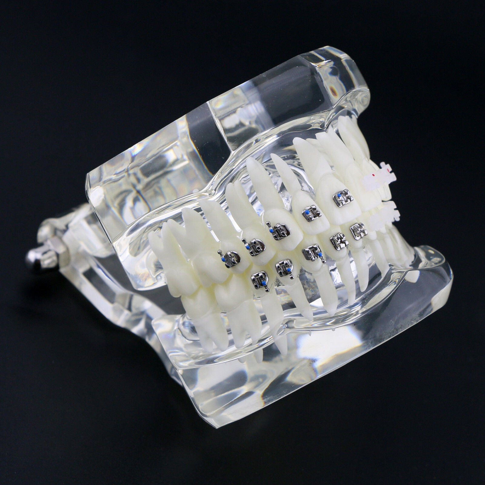 Dental High Quality Material Transparent 3003 Teeth Models With Metal Ceramic