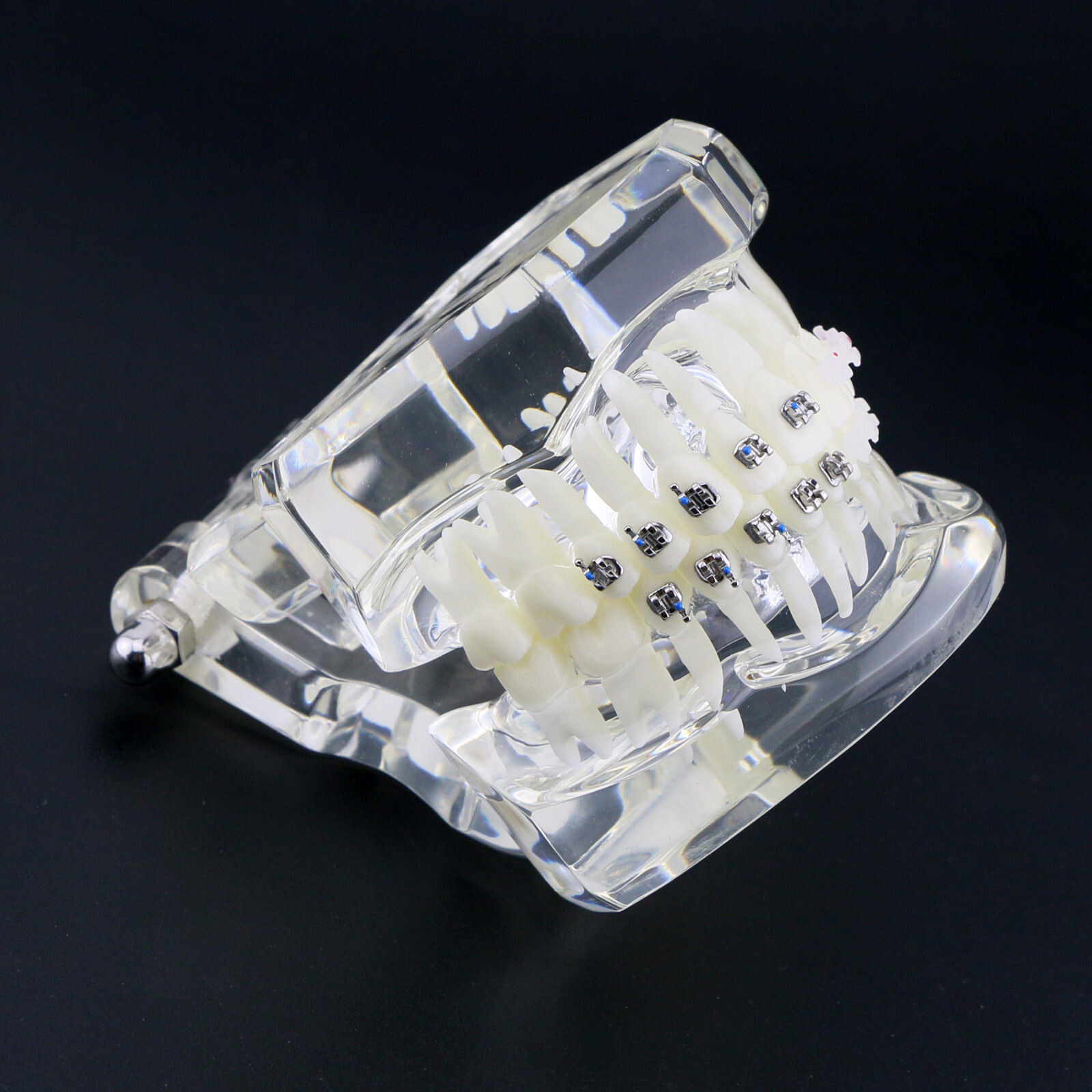 Dental High Quality Material Transparent 3003 Teeth Models With Metal Ceramic