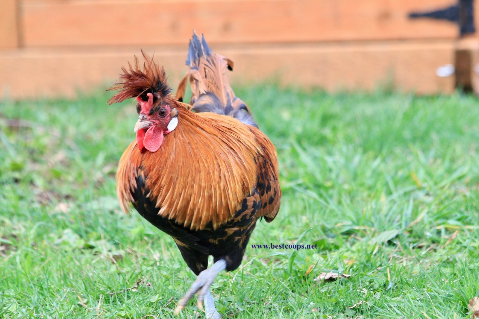 10+ Gold Appenzeller Chicken Hatching Eggs