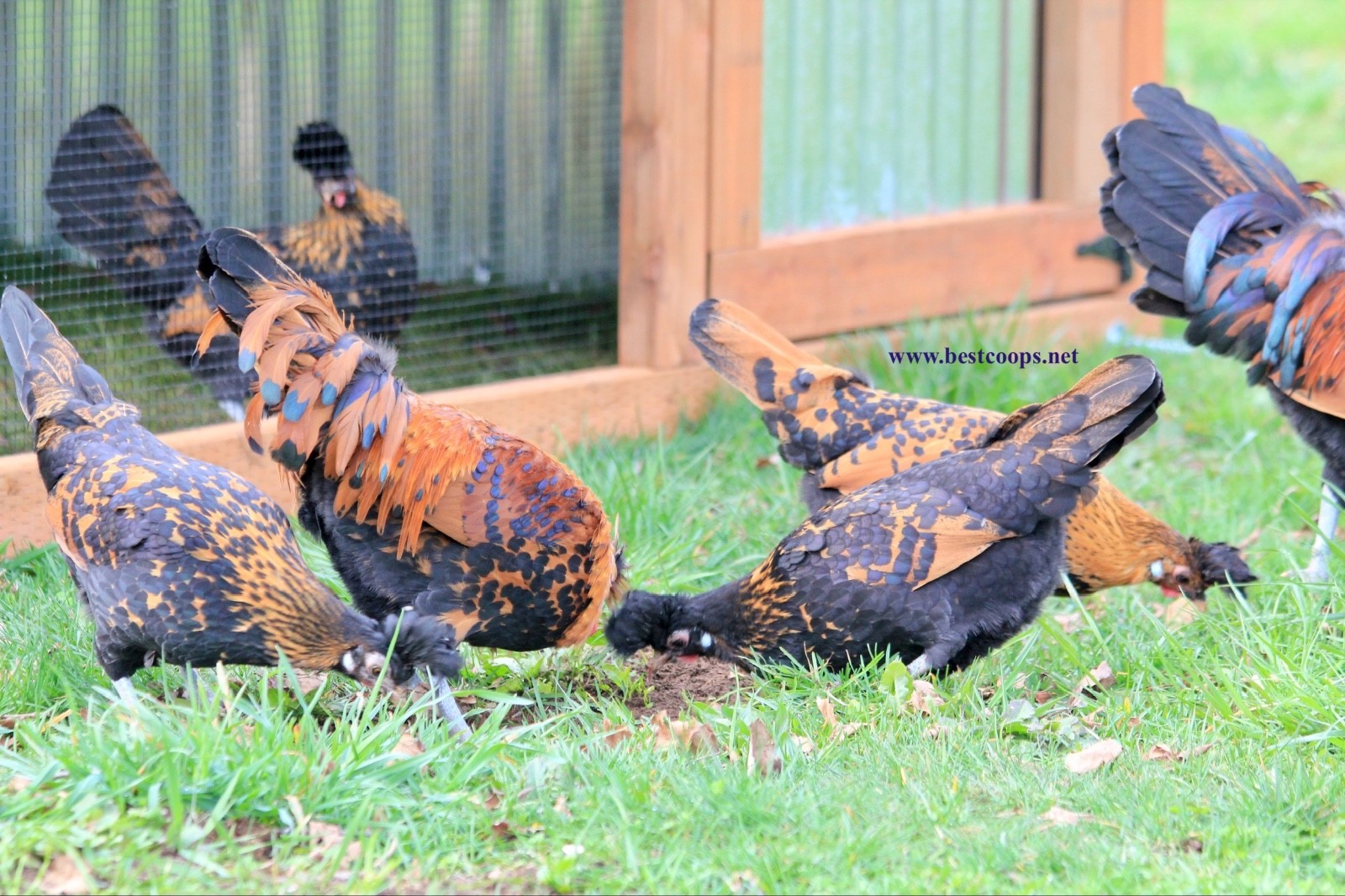 10+ Gold Appenzeller Chicken Hatching Eggs