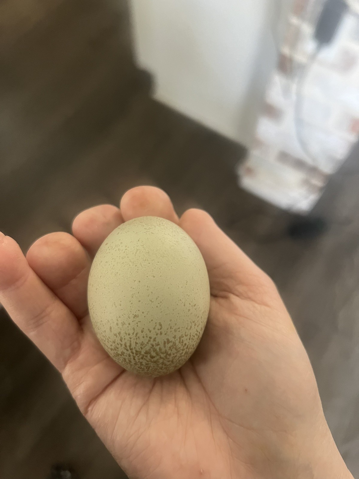 🐣✨ 12 Rainbow chicken hatching eggs| Healthy Flock – NOT Barnyard Mix🐣✨
