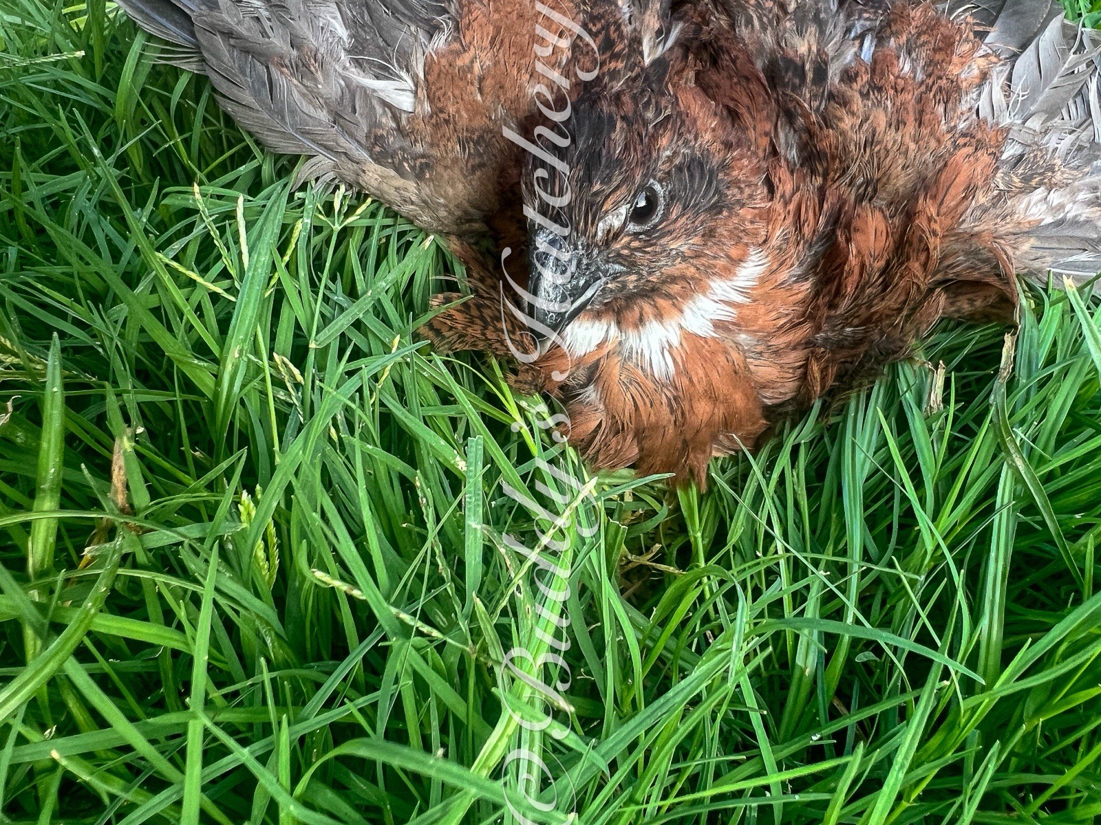 20+ Tennessee Red Bob White Quail Hatching Eggs