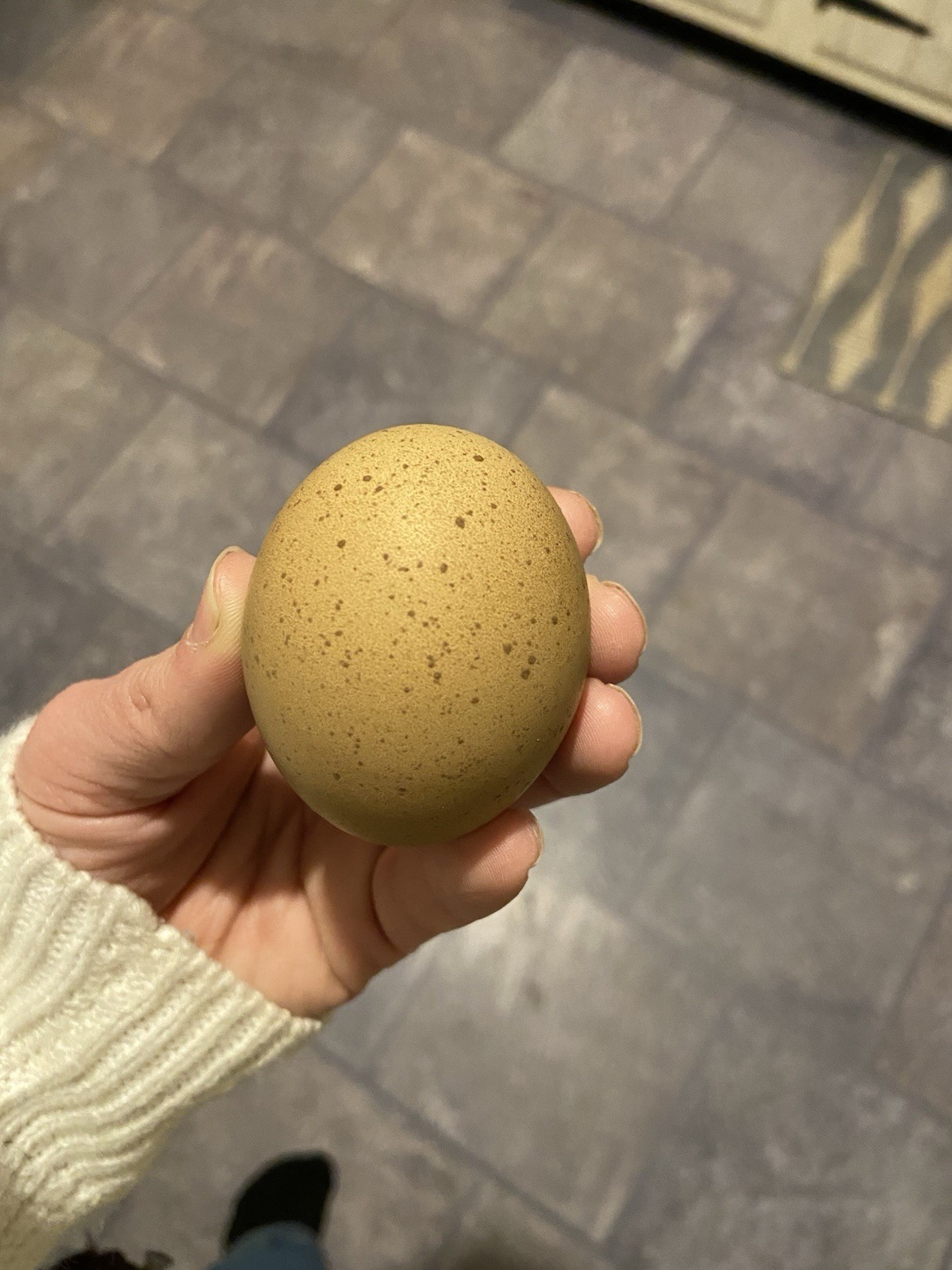 (6) F1, F2, F3 Speckled Olive Moss Egger Hatching Eggs