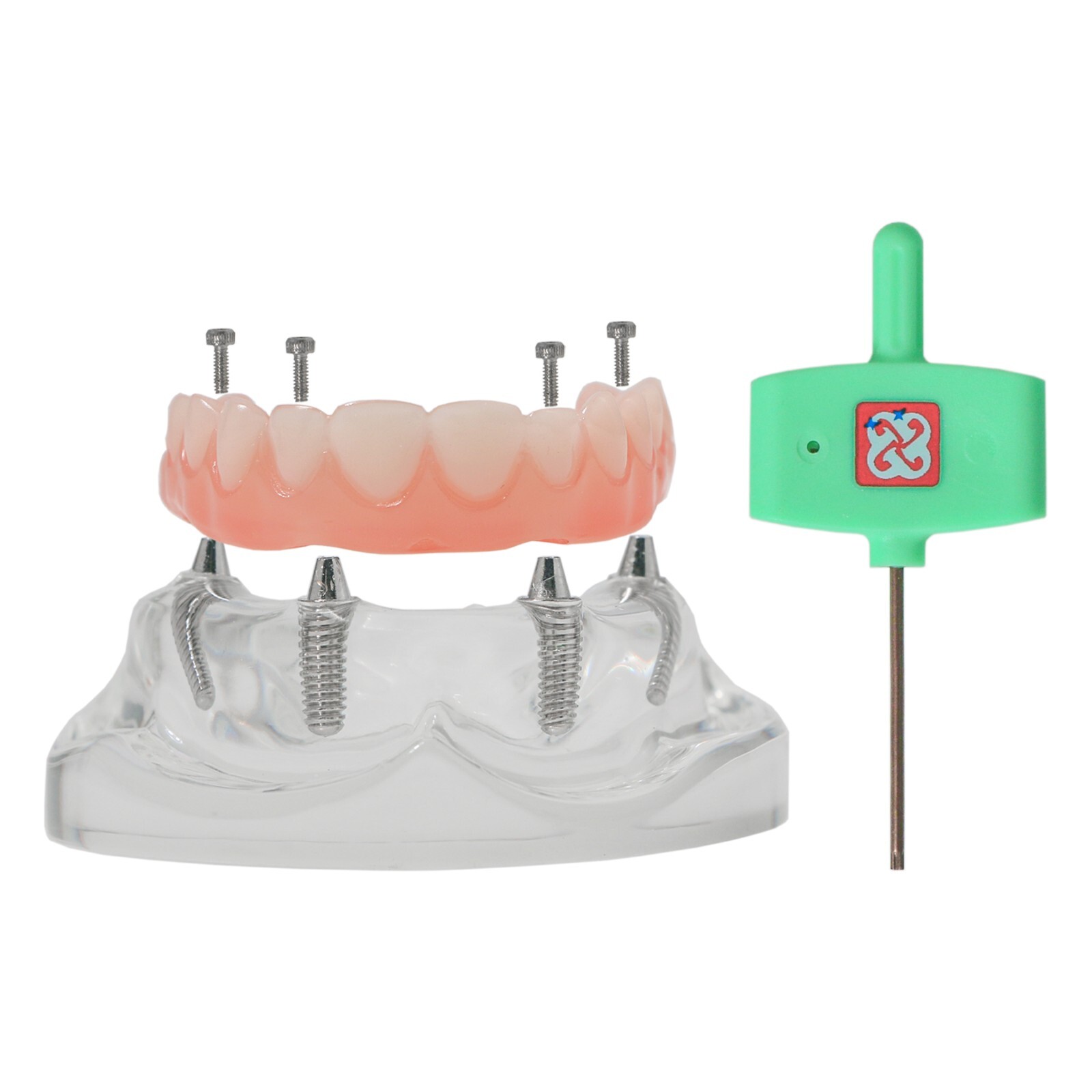 All-on-4/6 Dental Implant Model Upper/Lower Jaw Removable Screws Transparent