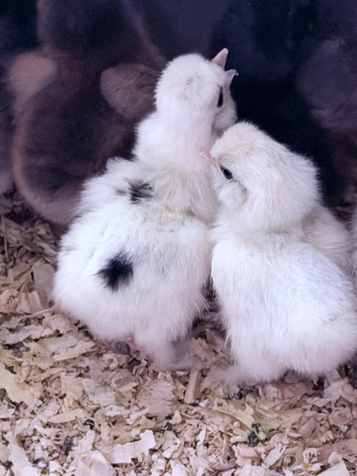 6 Paint Silkie Chicken Hatching Eggs From Show Quality Stock – READ!!!