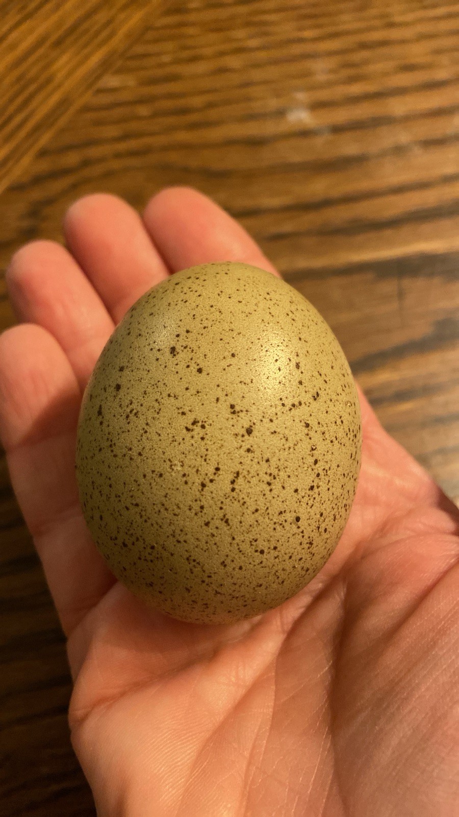 (6) F1, F2, F3 Speckled Olive Moss Egger Hatching Eggs