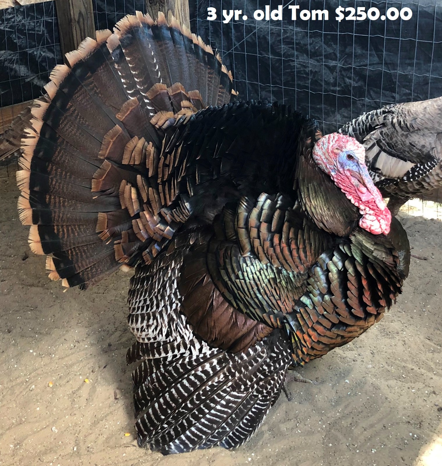 Osceola Hybrid Turkey Hatching Eggs (One Dozen)