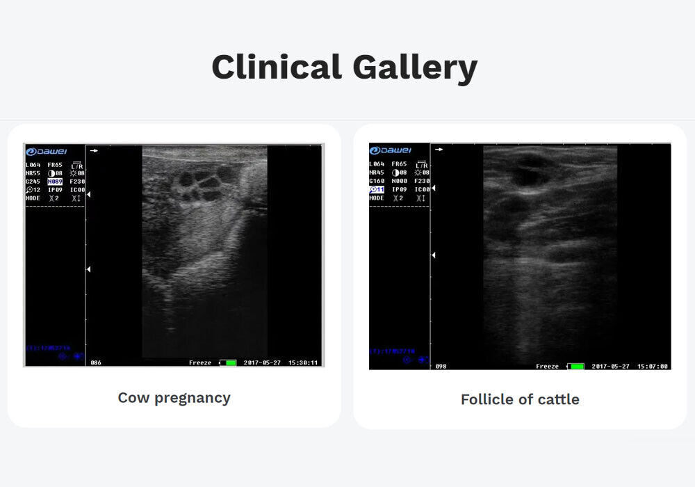 DAWEI Professional Veterinary Ultrasound Machine with Rectal probe,Convex probe