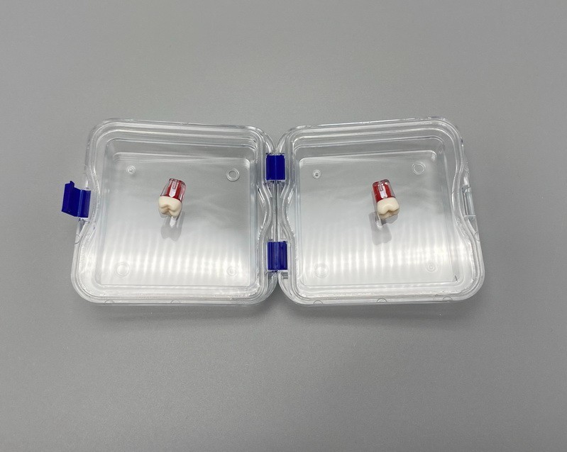 10x Denture False Inlay Teeth Membrane Case Hinged Display Jewelry Box 10x10x4cm