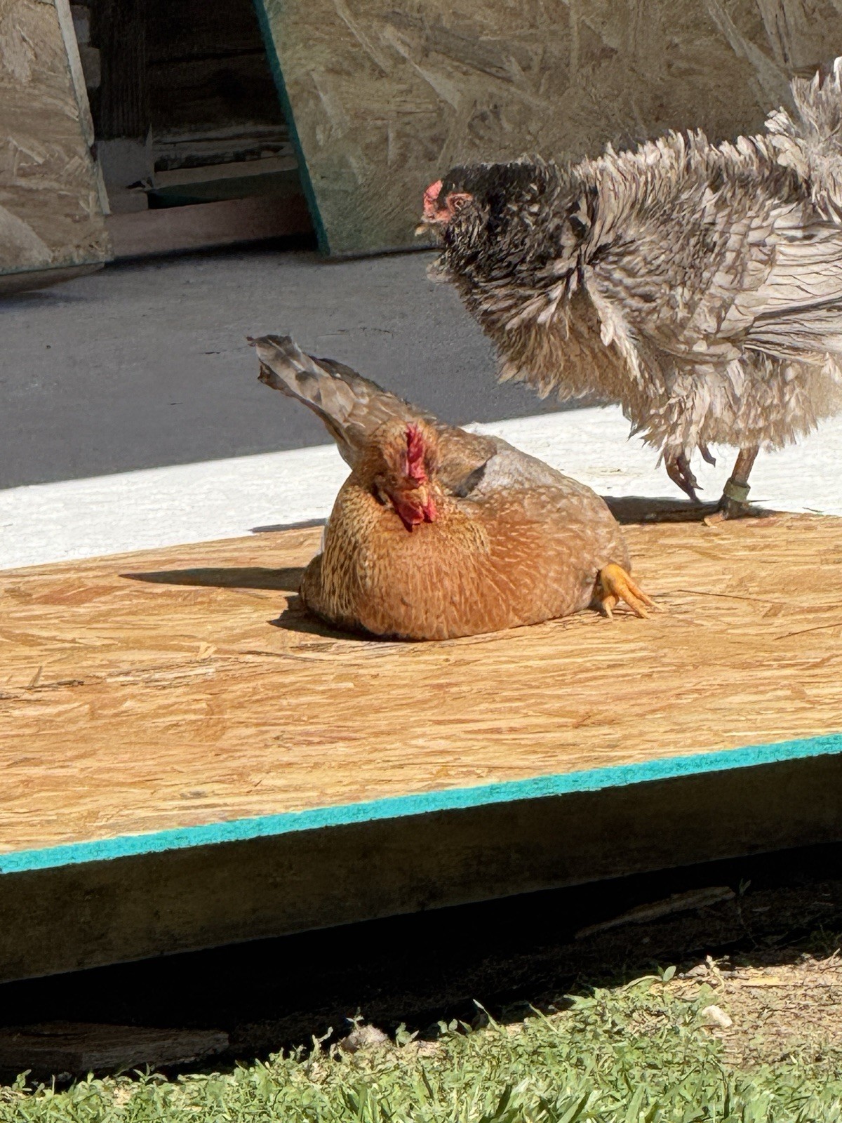 12 Rainbow Barnyard Mix Fertilized Hatching Eggs Free Range Farm Fresh NPIP