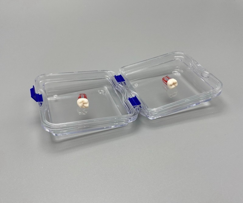 10x Denture False Inlay Teeth Membrane Case Hinged Display Jewelry Box 10x10x4cm
