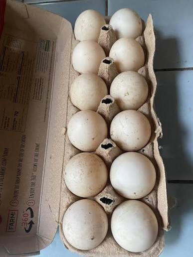 mallard duck hatching eggs x 6 NPIP certified