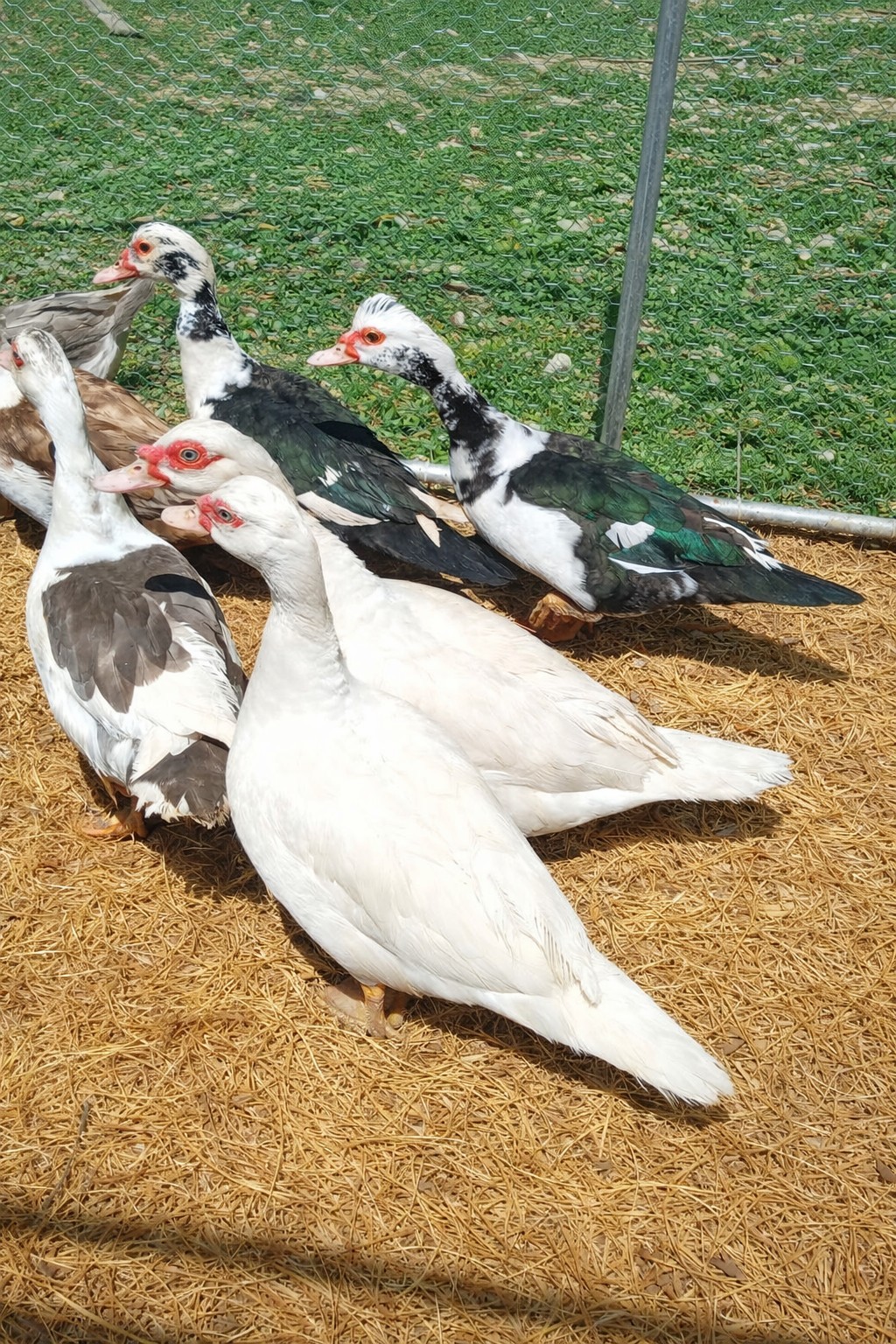 15+ Purebred Fertile Muscovy Duck Hatching Eggs (Rare Colors)