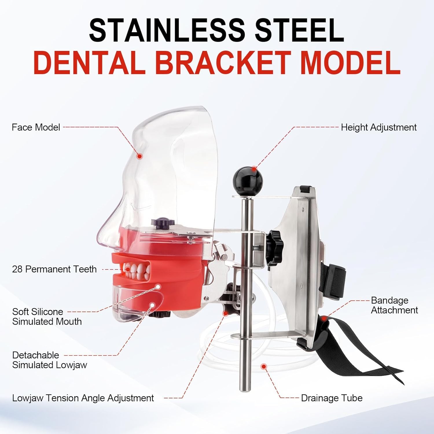 Dental Manikin Simulator Phantom Head Dental Mannequin Head Detachable 28 Teeth