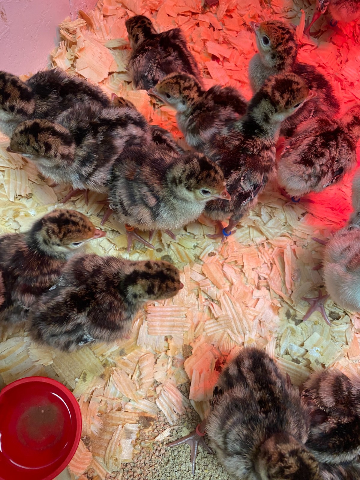 Osceola Hybrid Turkey Hatching Eggs (One Dozen)