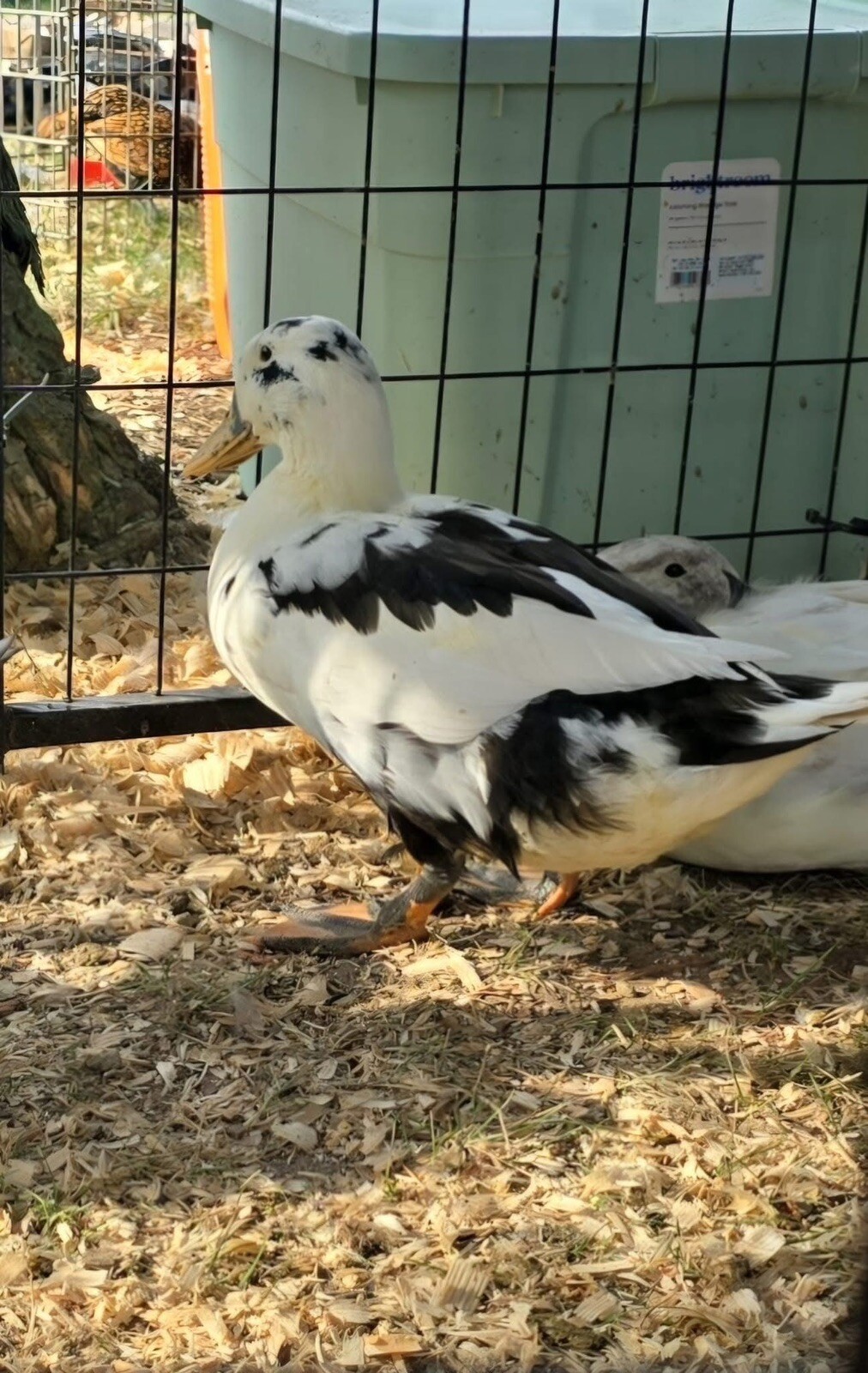 12+ Assorted Duck Fertile Hatching Eggs – Cayuga, Blue Sweddish, Acona, Magpie