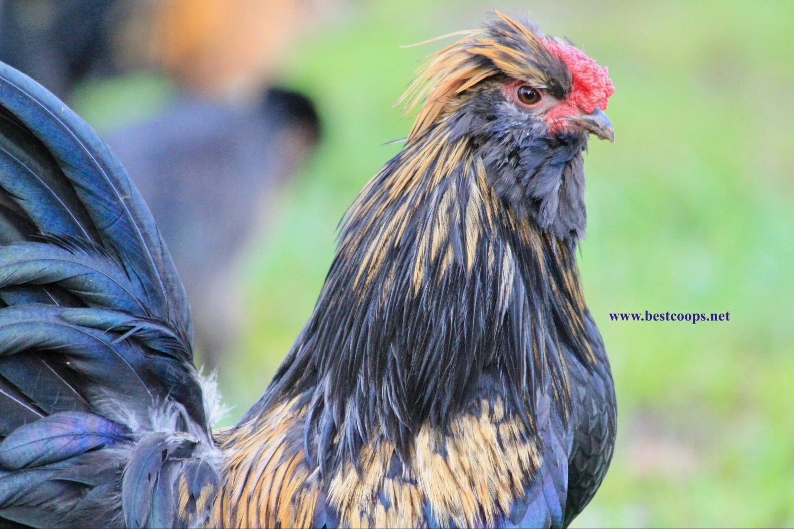 6+ Fertile Barbu De Watermael Chicken Hatching Eggs