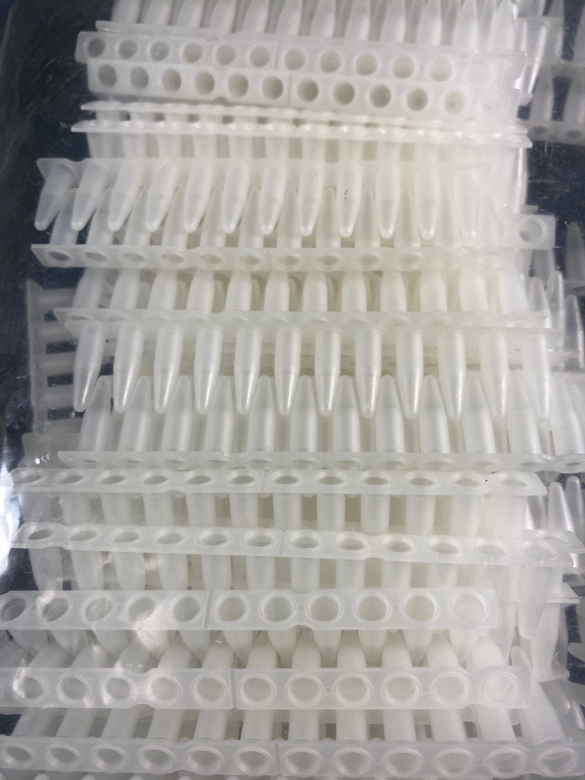 BIOPLASTICS EU 0.2mL PCR 12-Tube Strip RP LF Thin-Wall Robust B56601-1 80/cs