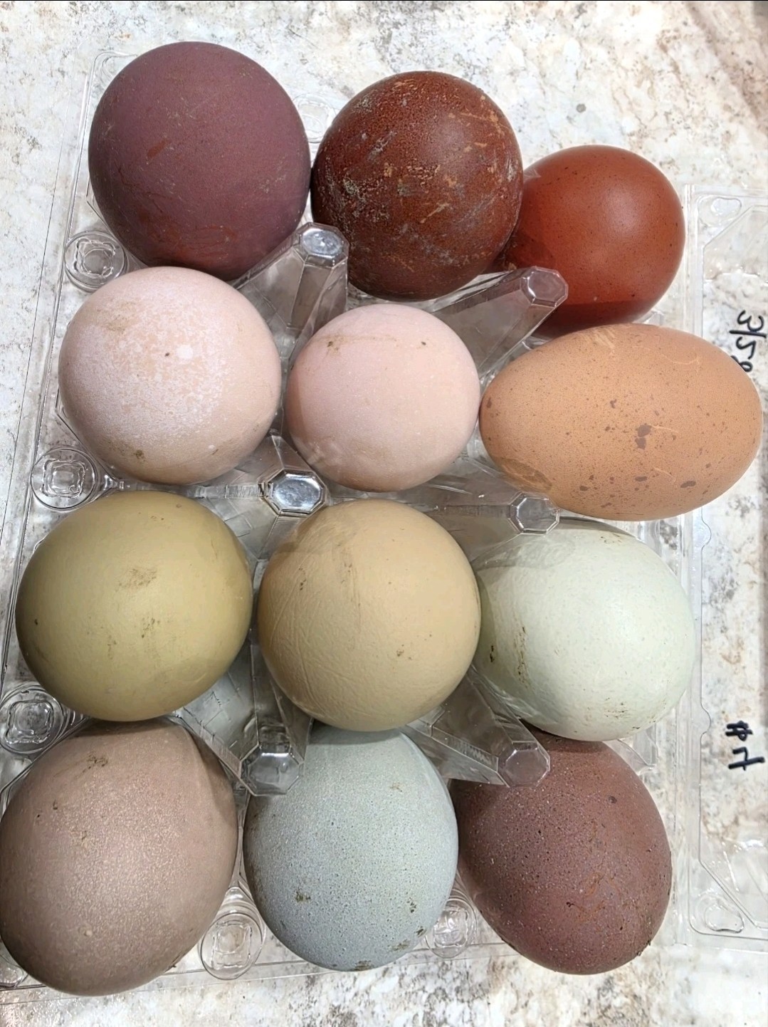 Rainbow hatching eggs! Chicken variety. 12+4 shipping included!