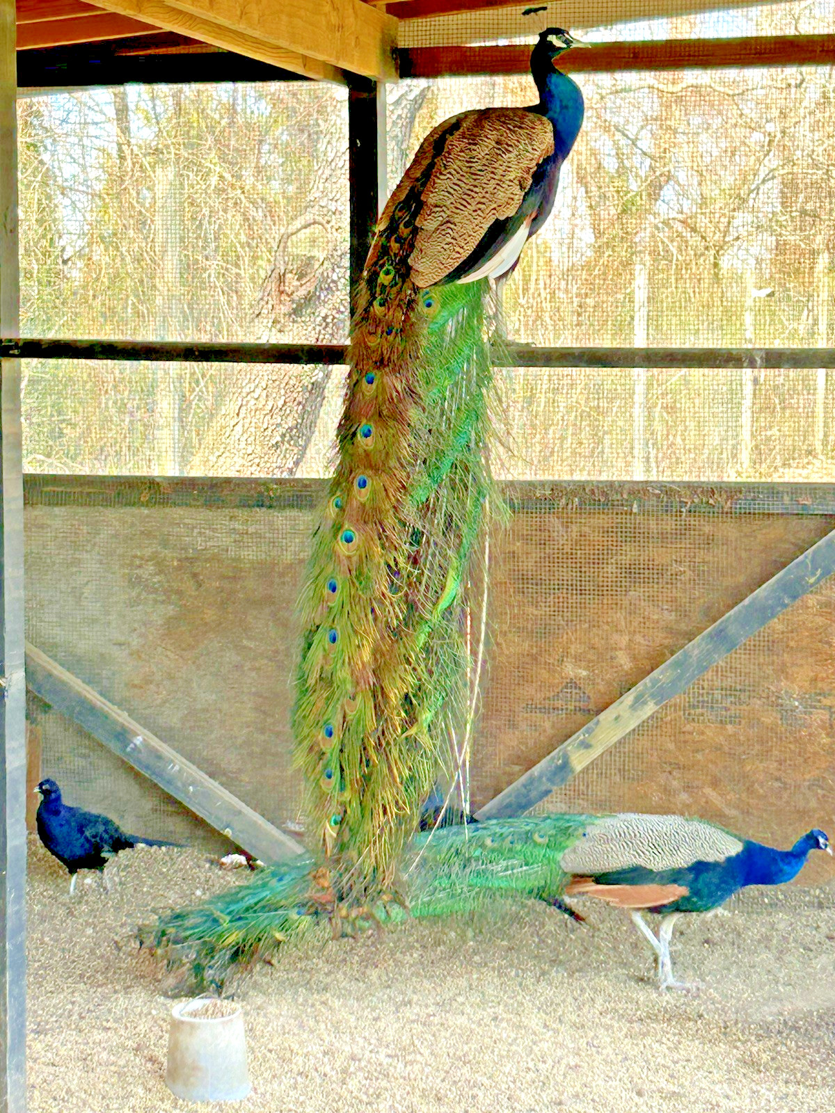 PRE SALE 4 Mixed PEACOCK Hatching Eggs, Ready to Ship IN 7-14 DAYS
