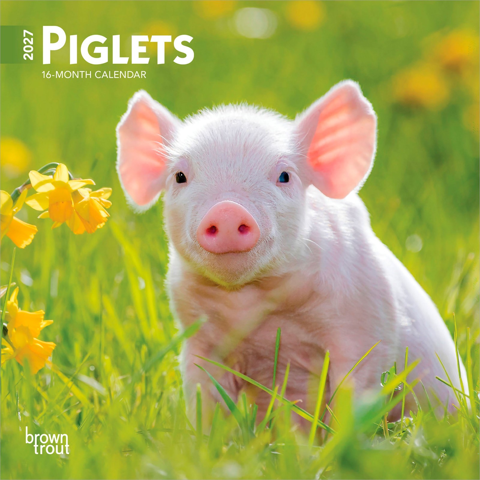 Piglets | 2027 7×14″ (Hanging) Monthly Mini Wall Calendar