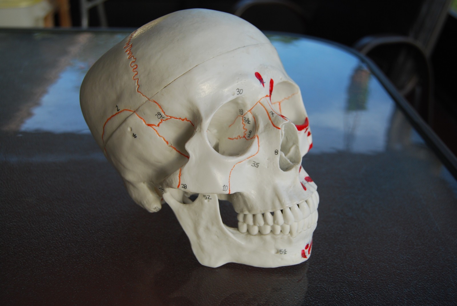 Detailed Life-Size Anatomical Skull Model – Ideal for Teaching & Reference