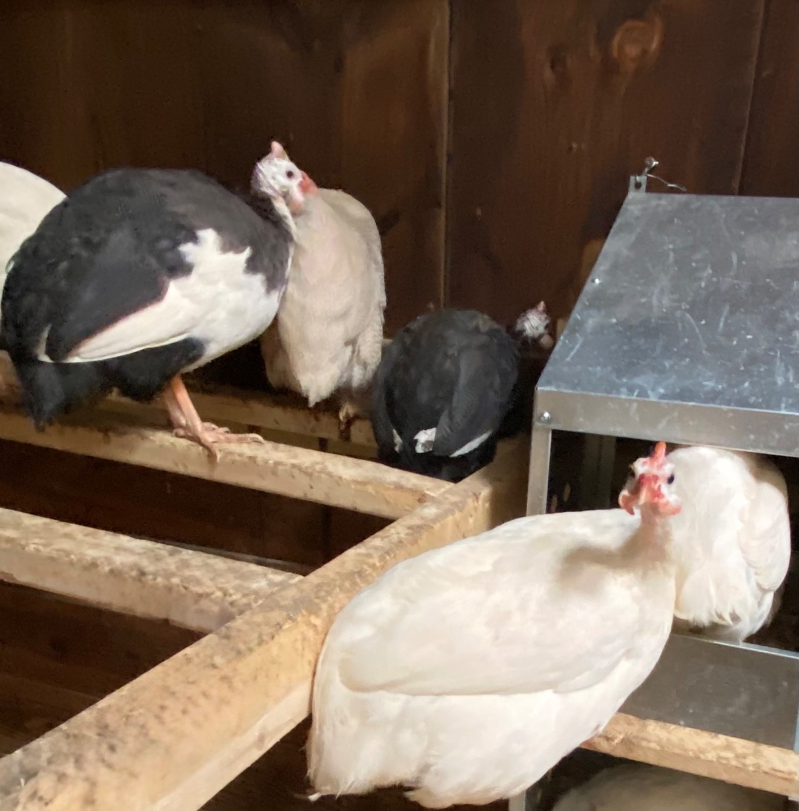 6 Fertile Guinea Fowl Hatching Eggs, Mixed Barnyard Flock, Beautiful Colors!