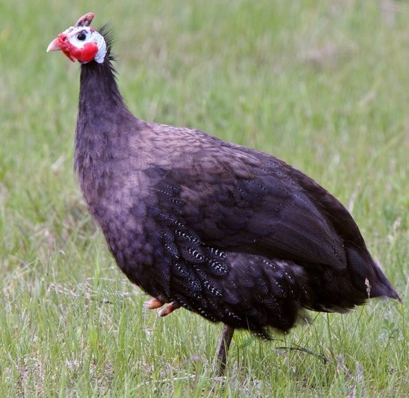 15 Mixed Color Guinea fowl hatching eggs