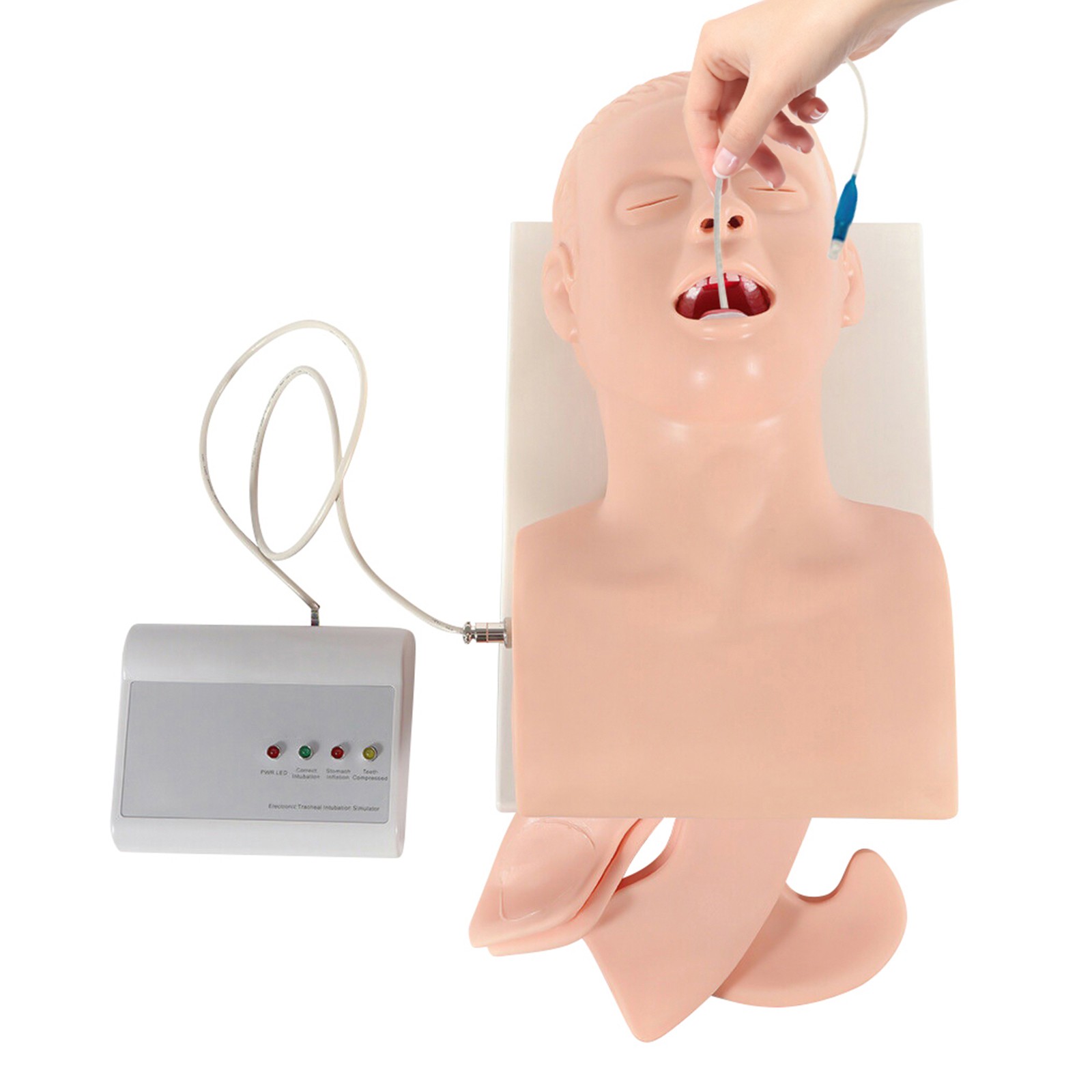 Airway Management Trainer Study Adult Oral Intubation Manikin Teaching Model NEW