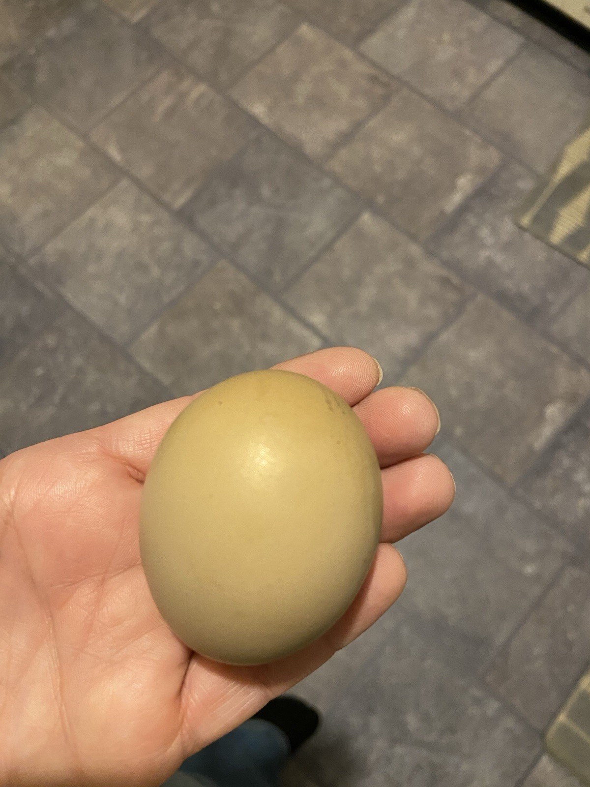 (6) F1, F2, F3 Speckled Olive Moss Egger Hatching Eggs