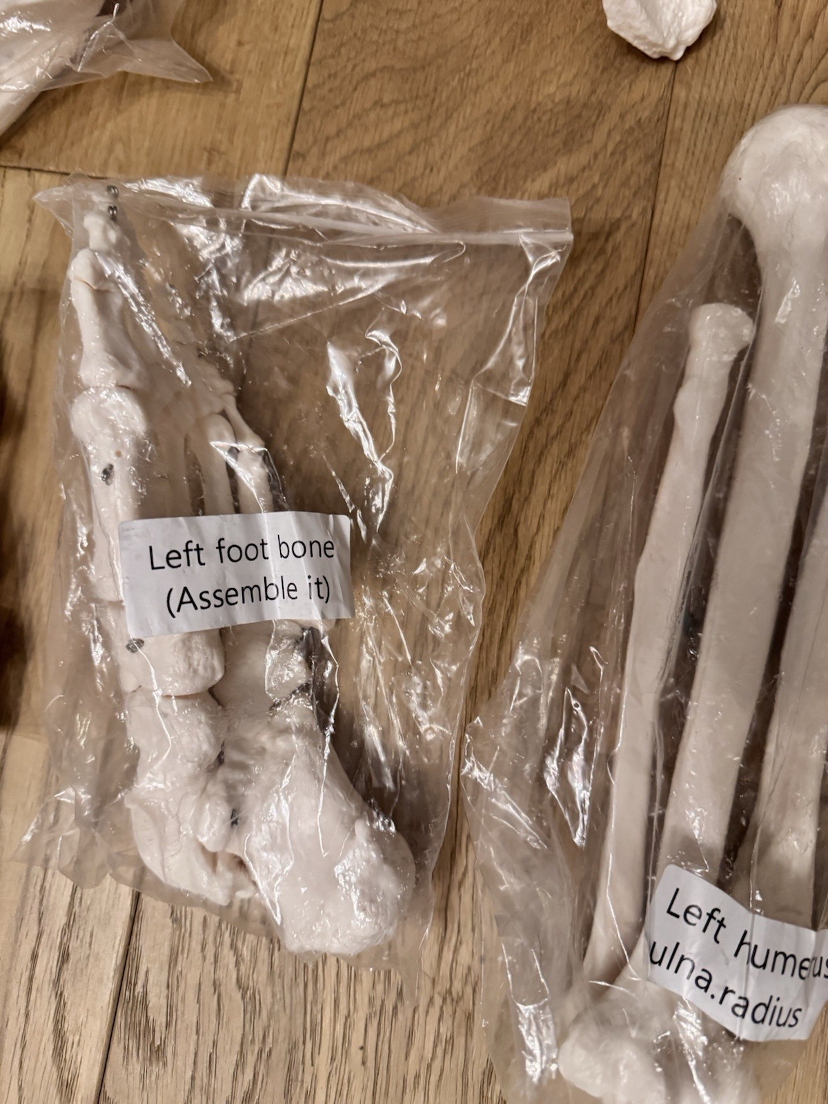 Life Size Human Anatomical Skeleton Bone Set Medical Teaching Model No Skull