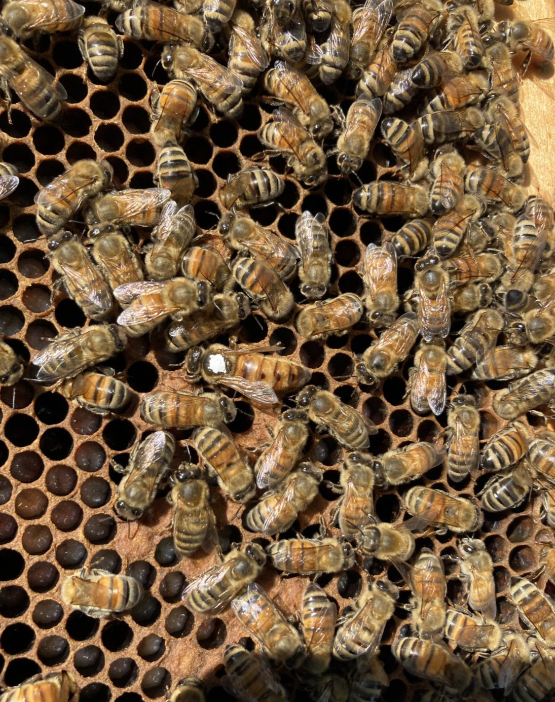 Live Caucasian Honey Bee Queen 50% * Mated, Marked & Laying * Ships 7-6-2026