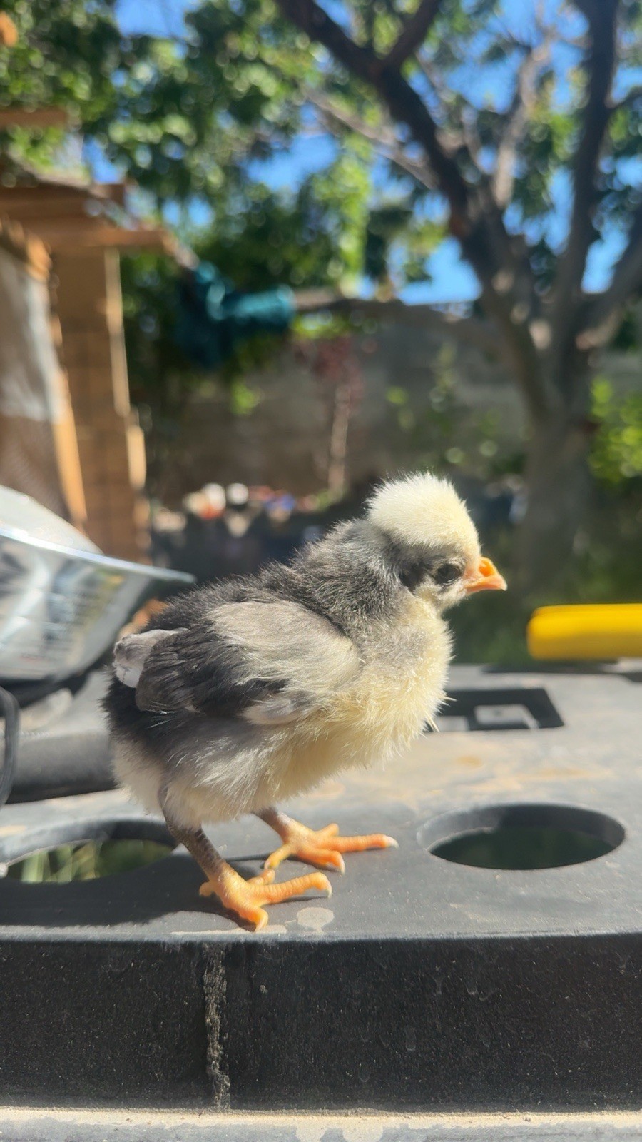 12+ FERTILE CHICKEN PUREBRED POLISH HATCHING EGGS QUICK SHIP USPS PRIORITY MAIL