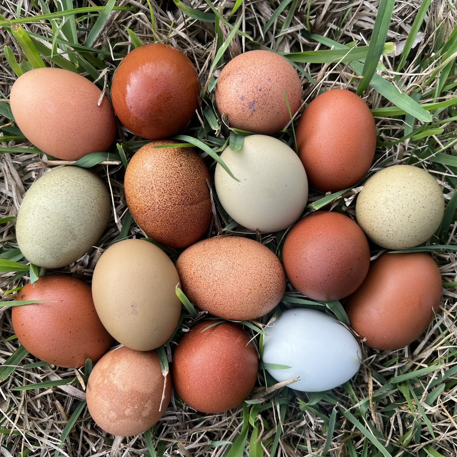 🐣✨ 12 Rainbow chicken hatching eggs| Healthy Flock – NOT Barnyard Mix🐣✨