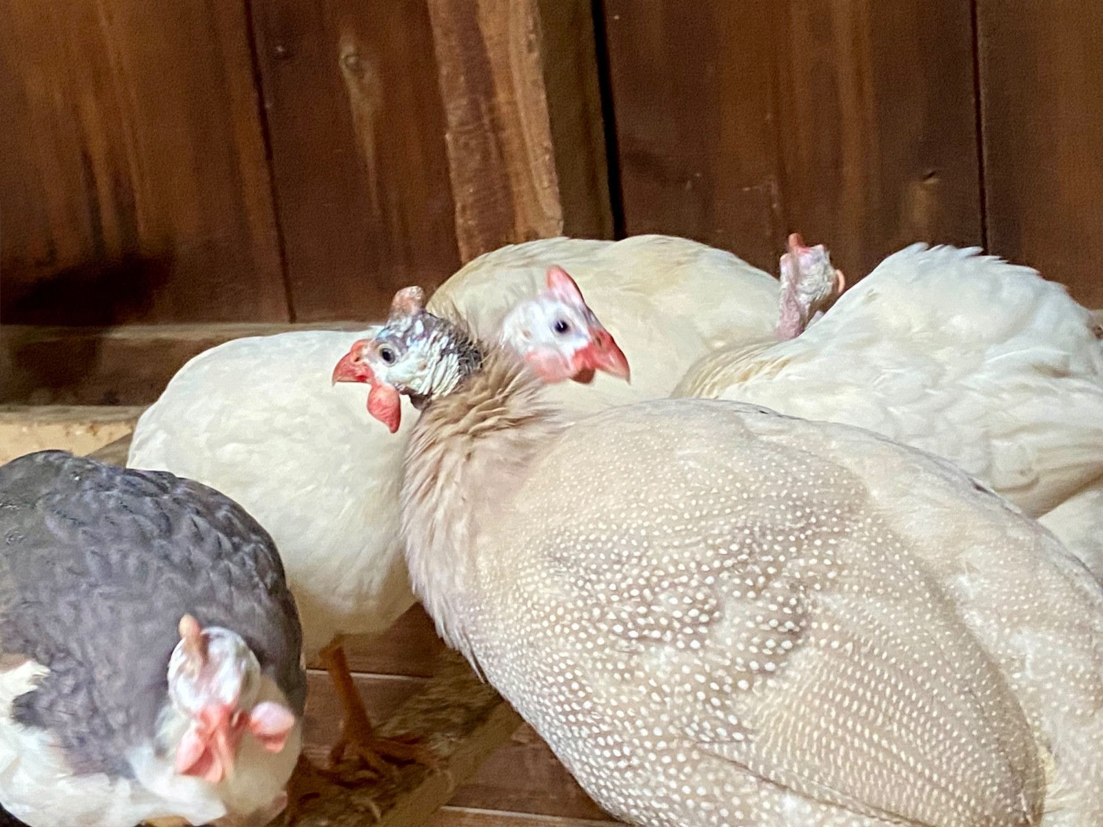 6 Fertile Guinea Fowl Hatching Eggs, Mixed Barnyard Flock, Beautiful Colors!