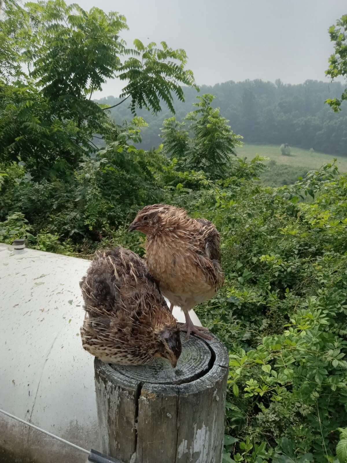 330+ KINGsBROWN XL. JUMBO brown coturnix quail hatching eggs,..